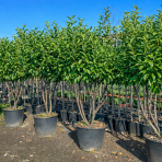 Vavrínovec lekársky (Prunus Laurocerasus) ´NOVITA´ - výška 190-220 cm, kont. C90L (-22°C) VIACKMENNÝ